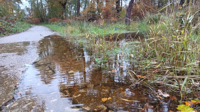 Überschwemmung im Lintorfer Wald im November 2023