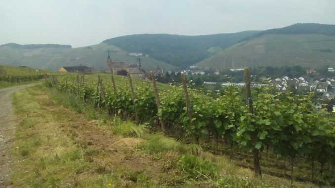 Weinanbau an der Ahr (Archivfoto)