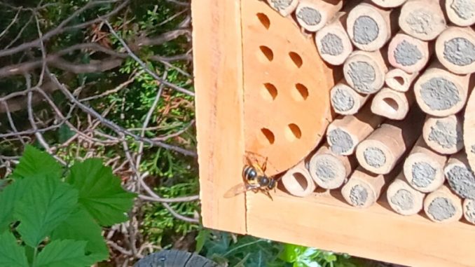 Bienen
