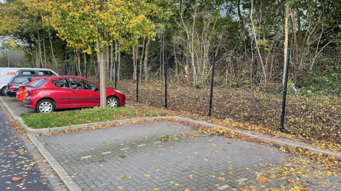 An den alten Dieken nach dem Baumschnitt (Foto: privat)