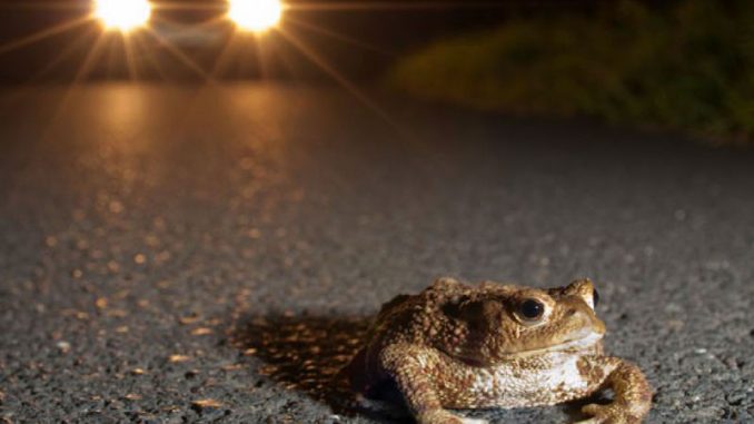 20250130_Kroetenwanderung